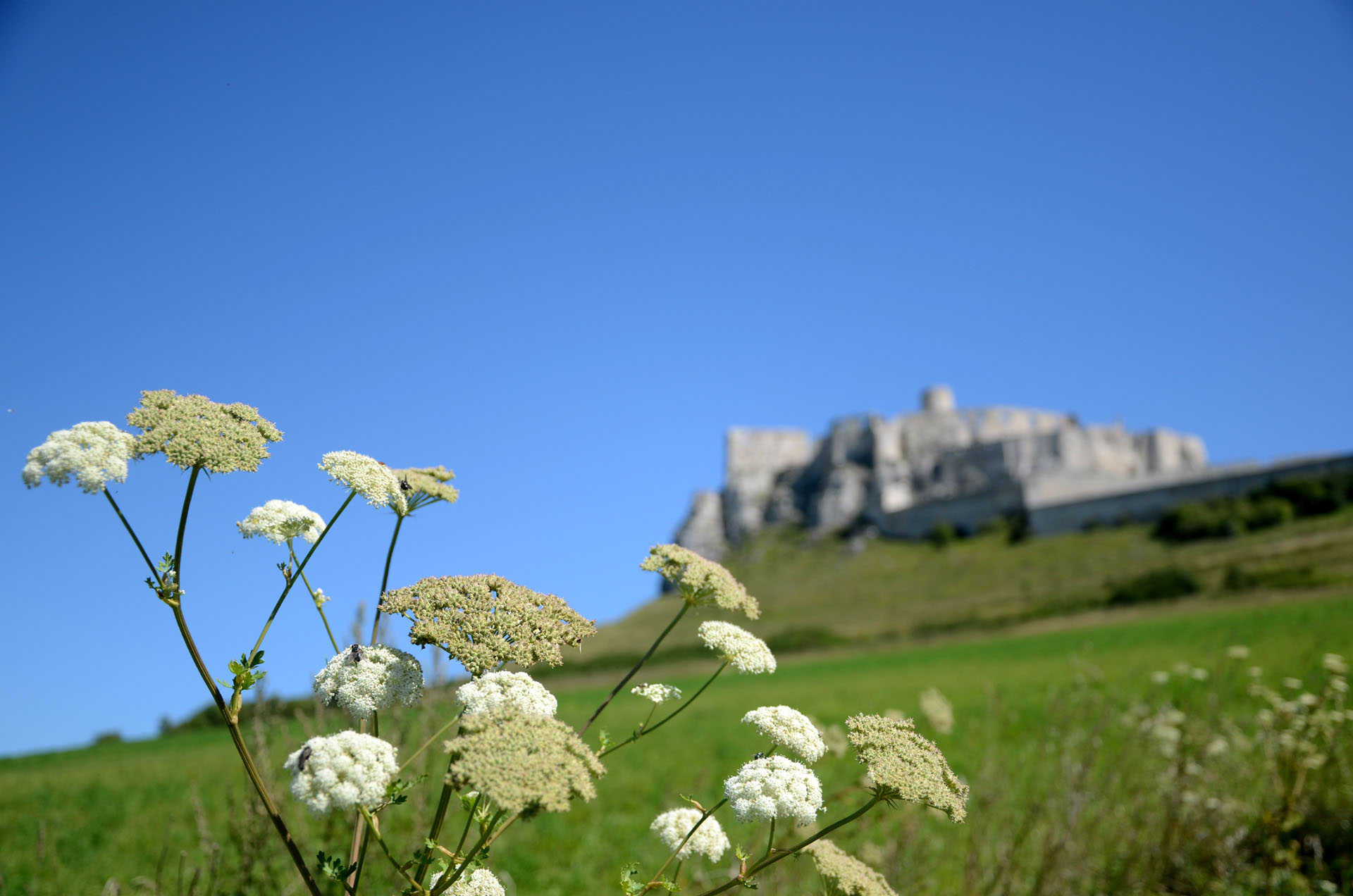 Spiš Castle